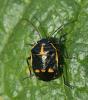 Eurydema oleracea